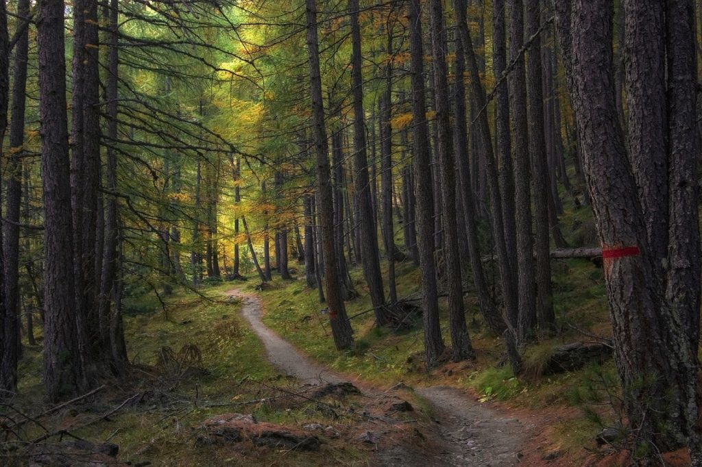 Top escapades nature à moins d’une heure de Paris